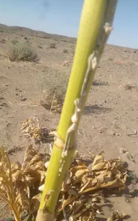 شیر درختچه شترک