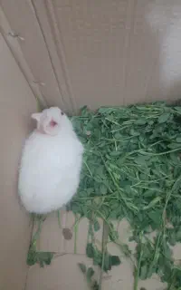 خرگوش