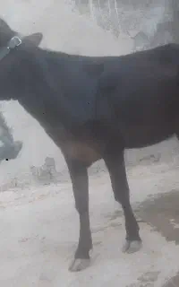 گوساله ماده