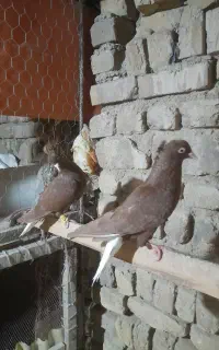 کبوتر