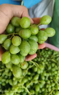 غوره دریژون چین امروز