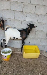 نری چرب چاق ۱۲ کیلو گوشت