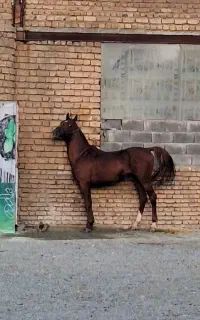 اسب پر خون و سالم و سرحال