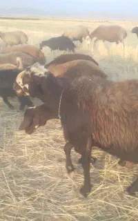 قوچ  درجه یک بشرت
