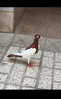 ماده یهودی