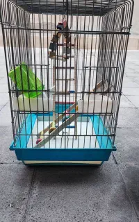 قفس پرنده