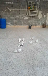 کبوتر‌دوکت