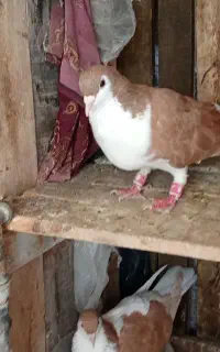 ساده
