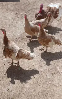 بقلمون بوربون