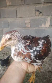 جوجه لاری