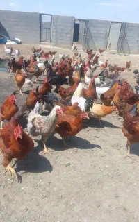 خروس محلی