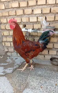 فروش خروس ۷ ماهه