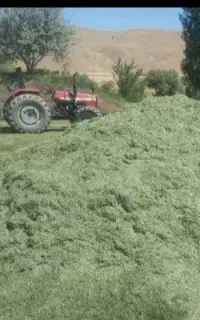 یو نجه