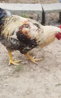 خروس جوان و تازه