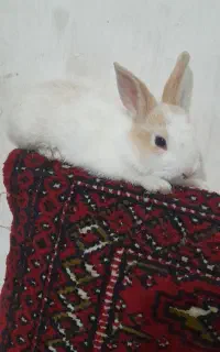 خرگوش بابرکت جرسی
