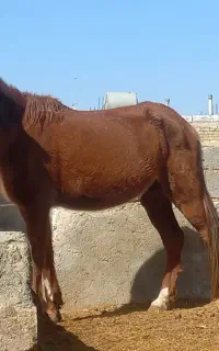 عرب