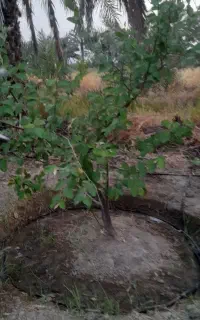 خدمات باغبانی