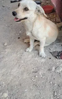 سگ پامر