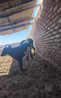 گاو هلشتان و گوساله هلشتان نر مچ قلمدار