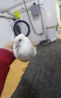 کبوتر