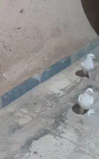 کبوتر تهرانی