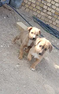 سگ افغان