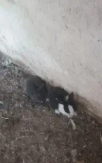 باسلام بچه خرگوش خونگی قیمت مناسب