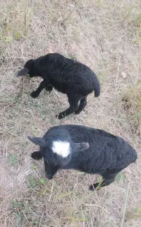بره رومانف نر2ماهه