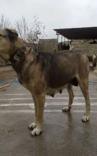 ماده پژدر