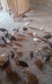 جوجه بوقلمون