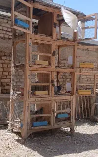 قفس جفت کن کبوتر