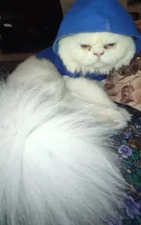فروش پت
