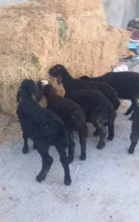 بره نرو ماده