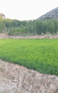 تخمدون خیلی تمیز آماده کاشت