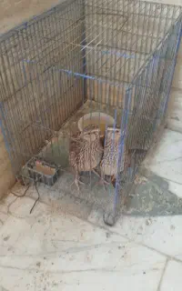بلدرچین تخم گذار