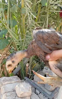 جوجه لاری