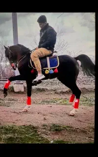 اسب کرد اسم جولان سه ساله