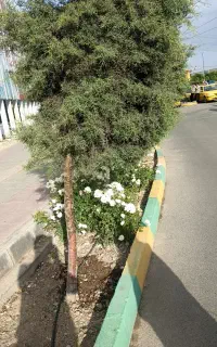 چوب  سالم