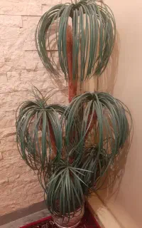 درخچه مصنویی