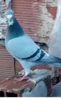 دوبر نر