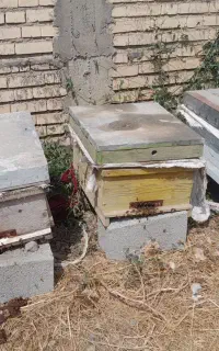 کندوزنبورعسل