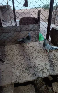 نرماده سبز دم سفید