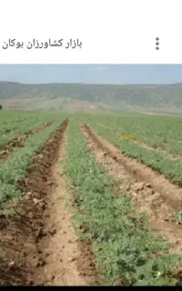 وژین