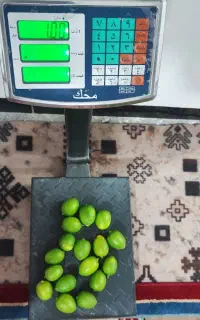 لیمو ترش