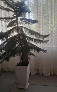 کاج مطبق