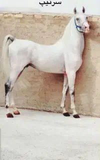 پانسیون اسب نریان