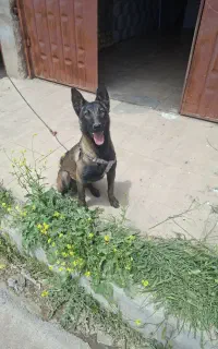 توله مالینویز نژاد اصلی