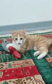 واگذاری گربه