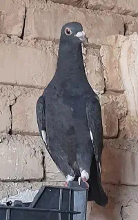 کبوتر