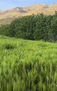 استخدام کارگر کشاورزی برای ابیاری
